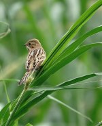 DSC02740 Pallas's Reed Warbler @ San Tin.jpg