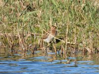 Snipe 3 sizes3000mm.JPG