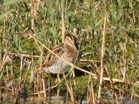 Snipe 3 sizes4500mm.JPG