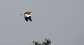 DSC02773 Grey-headed Lapwing @ San Tin.jpg