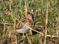 Snipe 3 sizes6000mm.JPG