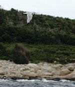 DSC01530 Ring-billed Gull @ Andrews Point.jpg