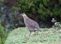 chestnut naped francolin.jpg