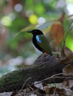 rainbow pitta potrait.jpg