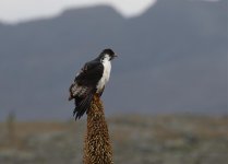 augur buzzard on giant lobelia.jpg