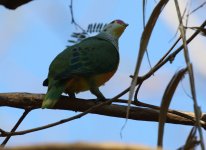 rc fruit dove rear.JPG