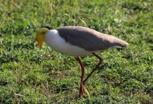 masked plover.JPG