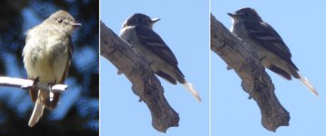 Flycatcher3.jpg