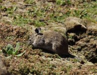 bale mountain rodent big ears.jpg