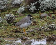 spot beasted lapwing.jpg