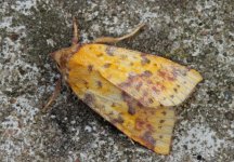 Pink-barred Sallow 002 (reduced).jpg