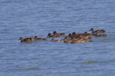 Wigeon?.jpg