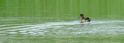 DSC02154 Falcated Duck @ San Tin.jpg