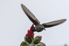 0018 Rufous-backed Hummingbird BF.jpg