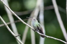 0539 Rufous-tailed Hummingbird BF.jpg