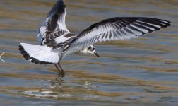 Little Gull Kalloni Salt Pans 240818  photo K Mauer.JPG