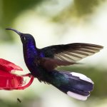 1075 Violet Sabrewing BF.jpg