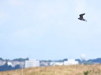 Peregrine_Girdle Ness_250818a.jpg