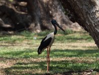 black necked stork.JPG