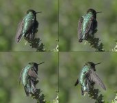 150301_MLKJRS_AnnasHummingbird_wingstudy_composite_002.jpg