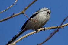 Long-Tailed Tit (1).jpg