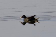 Common Moorhen.jpg