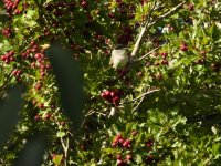 Small blackcap.JPG