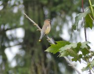 P1770824.jpeg    Cedar Waxwing.jpg