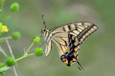 Old World Swallowtail jp 1.jpg