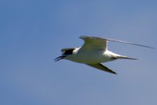 Common Tern.jpg