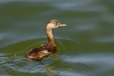 Little Grebe (1).jpg