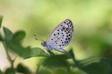 Pale Grass Blue jp 3.jpg