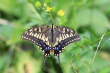 Old World Swallowtail jp 2.jpg