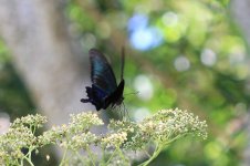 Chinese Peacock Swallowtail jp 1.jpg