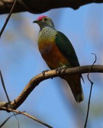 rose crowned fruit dove.jpg