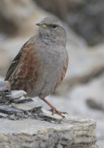 accentor.jpg