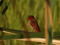 crimson finch cu.JPG