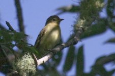 Bird-ID-15.jpg