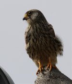 lesser kestrel.jpg