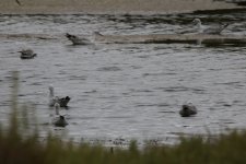 Slender billed gulls$.JPG