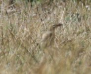 tawny pipit.JPG