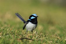 Superb Fairywren au 3.jpg