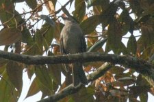 Bird-ID-19.jpg