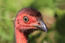 Australian Brush-Turkey au 2.jpg