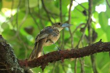 Black Butcherbird au 1.jpg