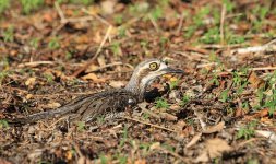 Bush Stone-Curlew au 4.jpg