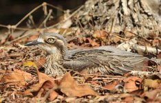 Bush Stone-Curlew au 5.jpg