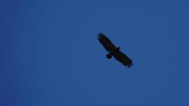 DSC02799 Greater Spotted Eagle @ San Tin.jpg