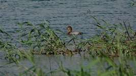 DSC02818 Common Pochard @ San Tin.jpg