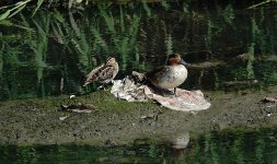 DSC02846 Fantail Snipe & Common Teal @ San Tin.jpg